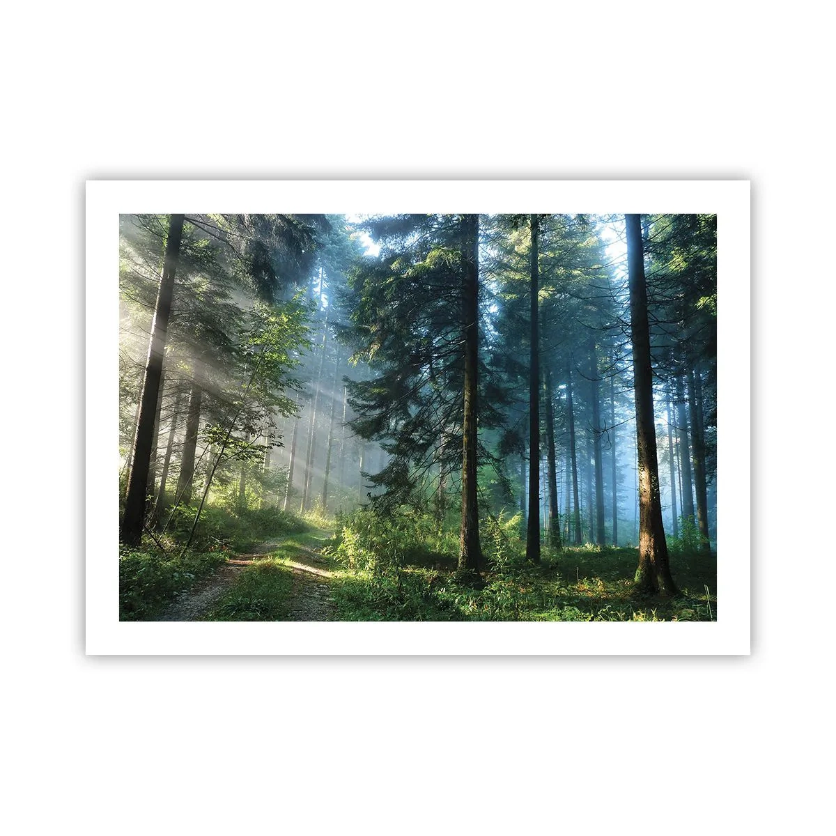Plakát - Zářící za úsvitu - 70x50 cm