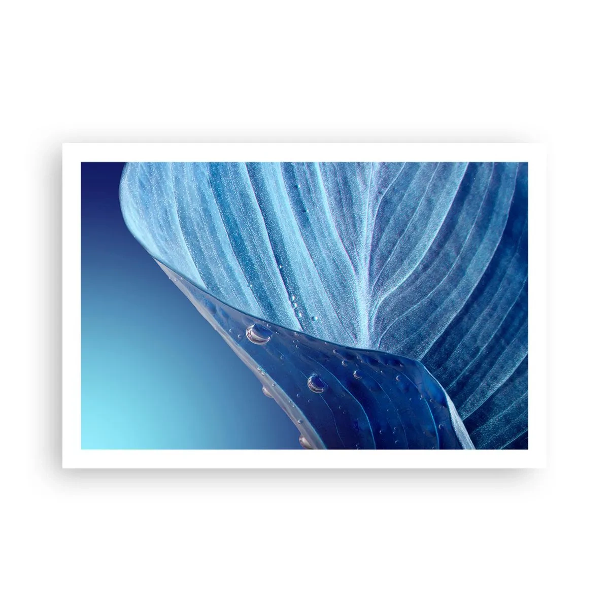 Plakát - Skryté kapky modři - 91x61 cm