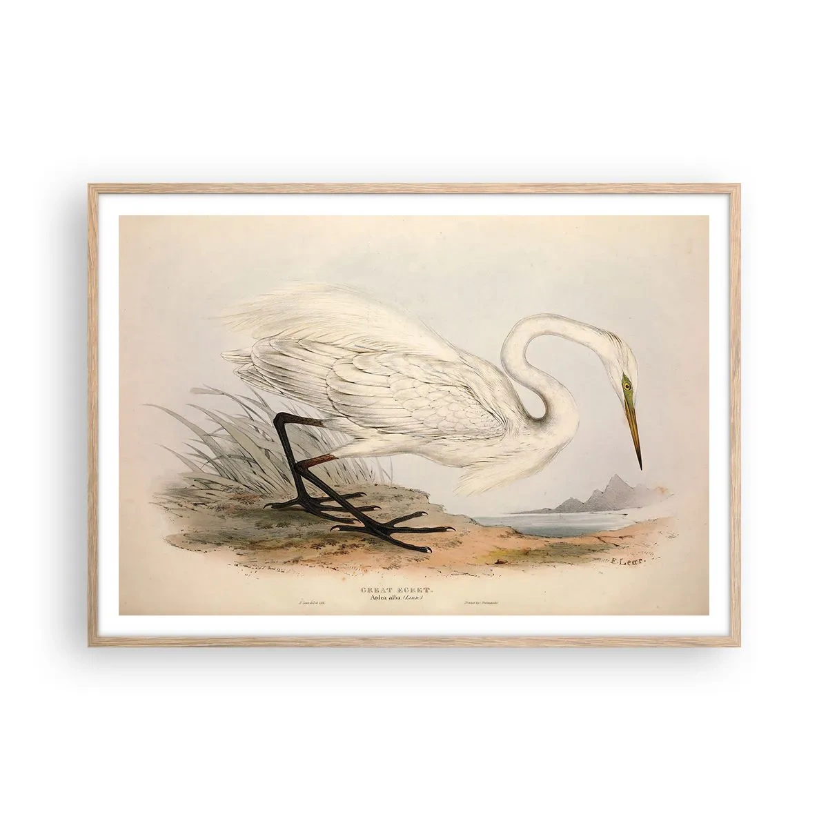 Plakát v rámu světlý dub - Paní rákosin - 100x70 cm