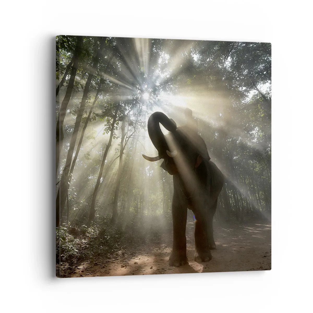 Obraz na plátně - Pod šťastnou hvězdou - 40x40 cm