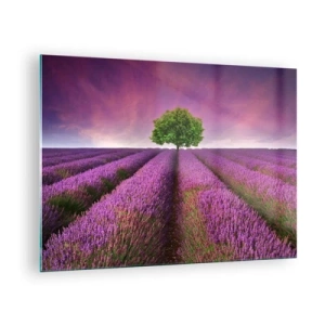 Obraz na skle - Levandulové pole s osamělým stromem proti obloze - 70x50cm - Na levandulových polích - Moderní nástěnná dekorace do obývacího pokoje a ložnice ARTTOR