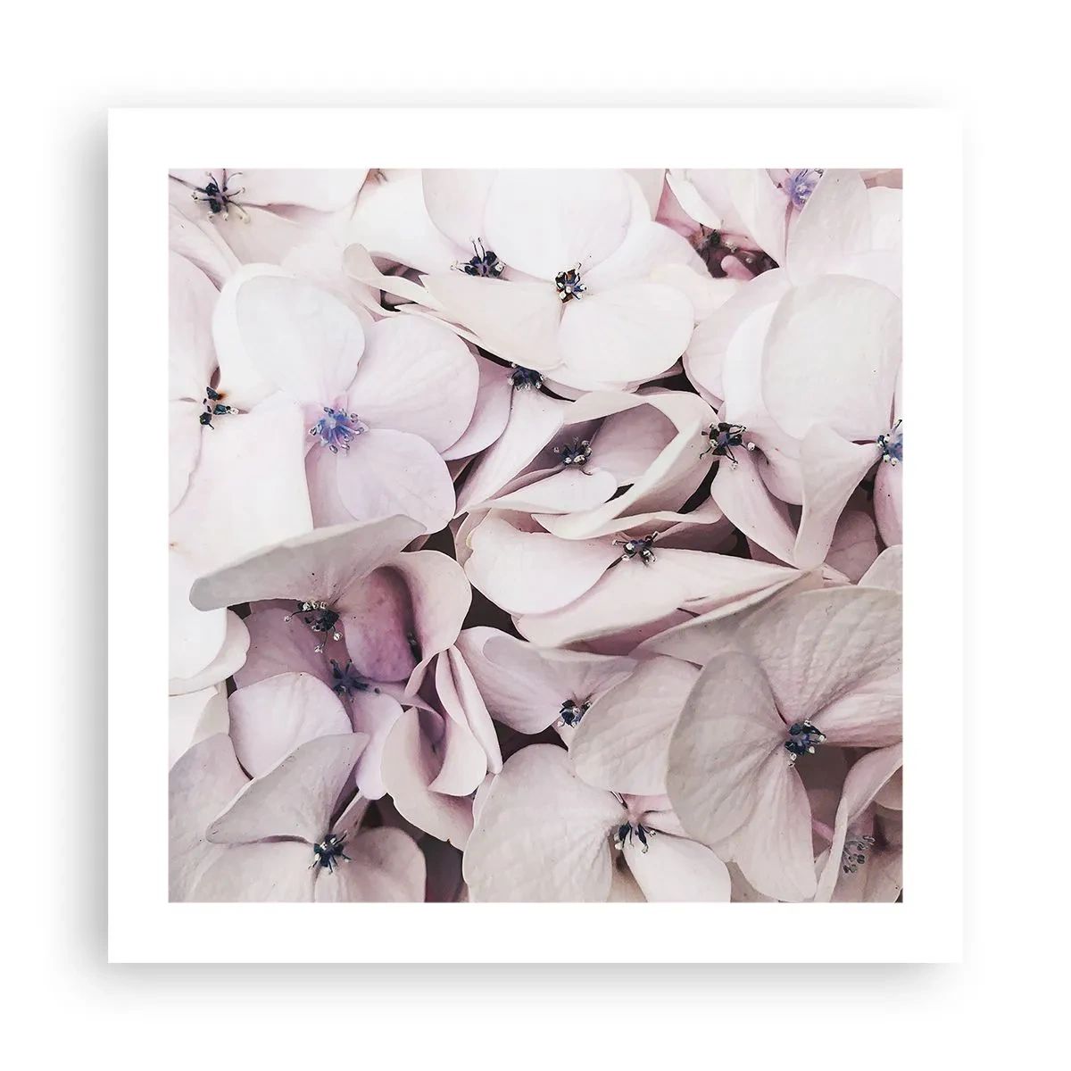 Plakát - V záplavě květin - 50x50 cm