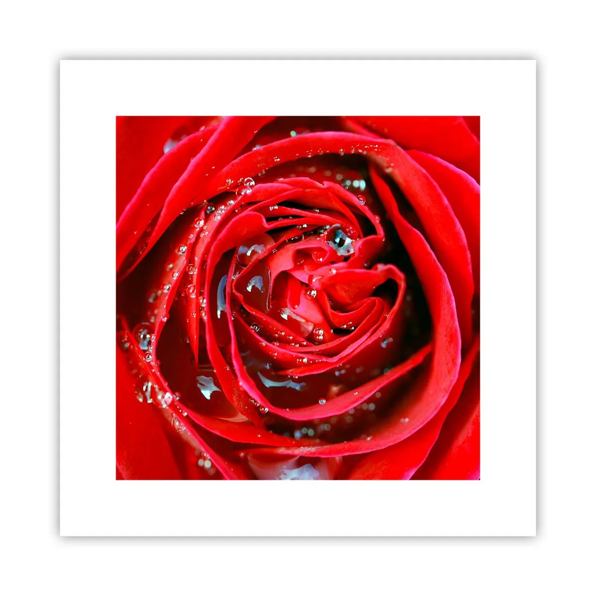 Plakát - V kapkách rosy - 30x30 cm