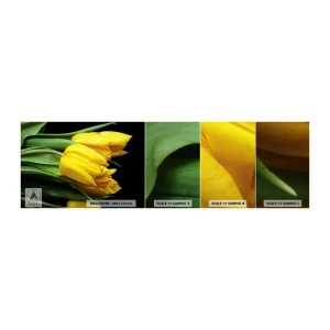 Vzor Fototapety Samolepicí Deluxe Sticker - Vznikly z čistého slunce - Květiny, tulipány, Kytice květin - 100x30 cm