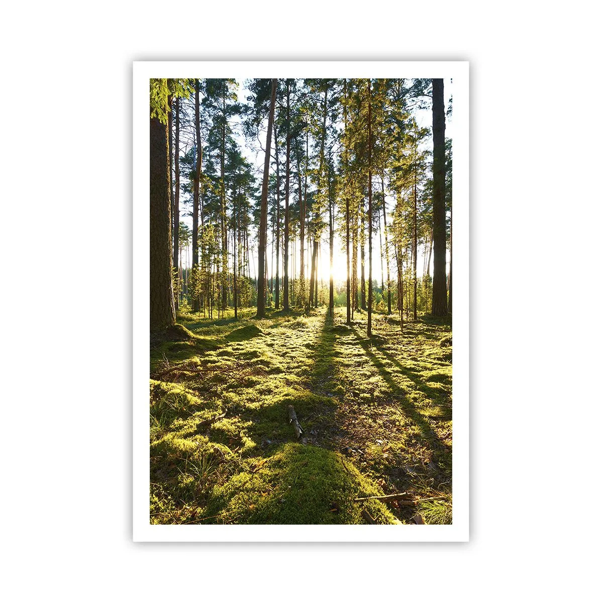Plakát - …Za sedmero lesy - 70x100 cm