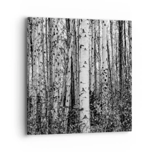 Obraz na plátně - Březová kolonáda - 40x40 cm
