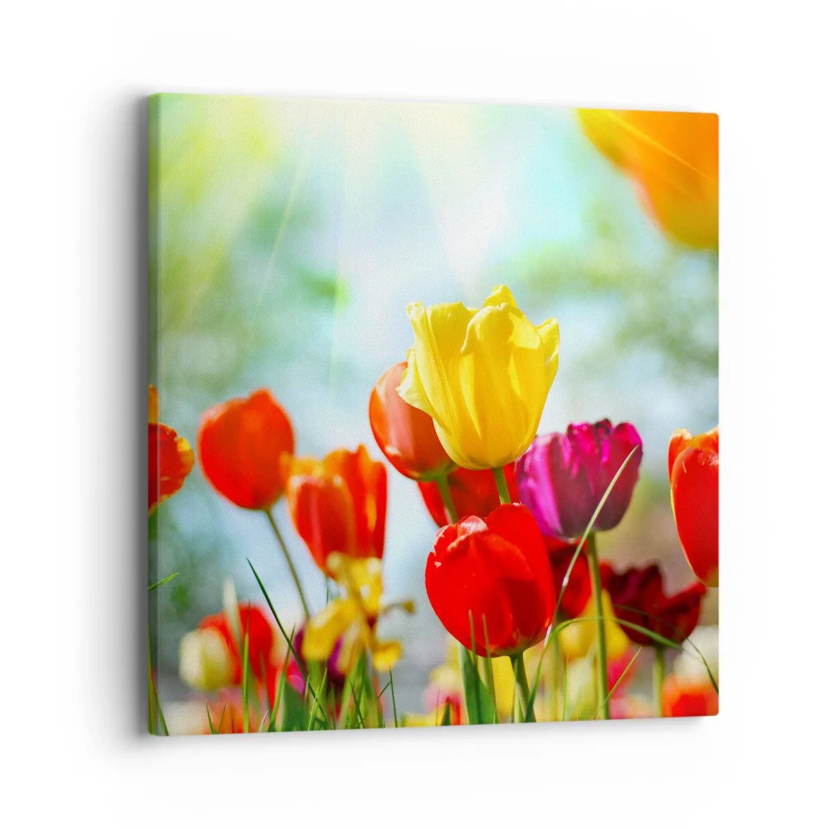 Obraz na plátně - Všechny barvy slunce - 40x40 cm