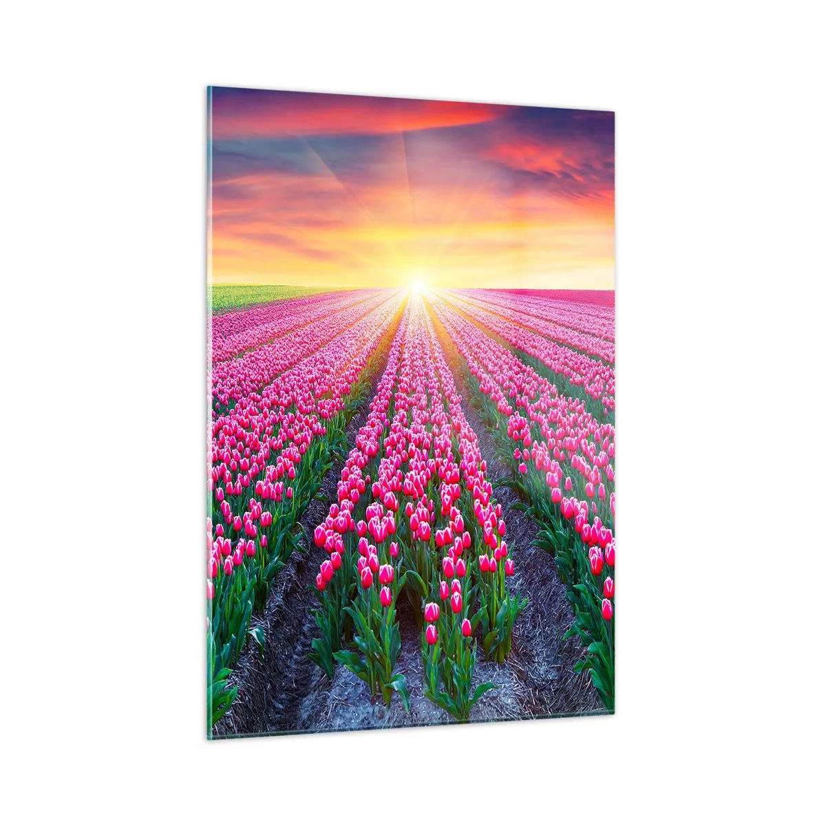 Obraz na skle - Farma krásy - 50x70 cm
