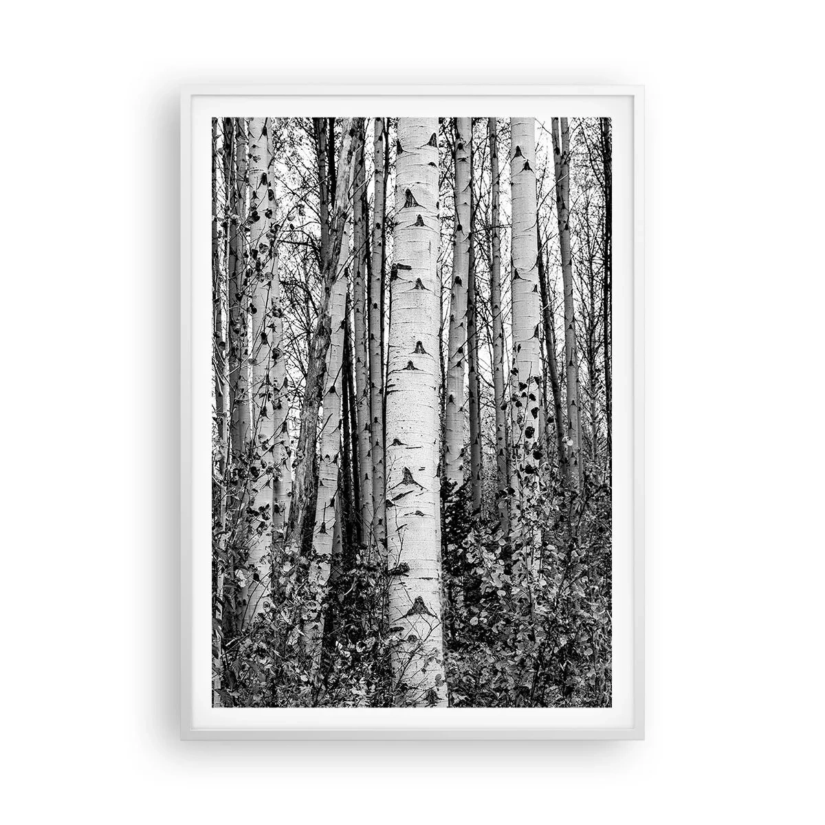 Plakát v bílém rámu - Březová kolonáda - 70x100 cm