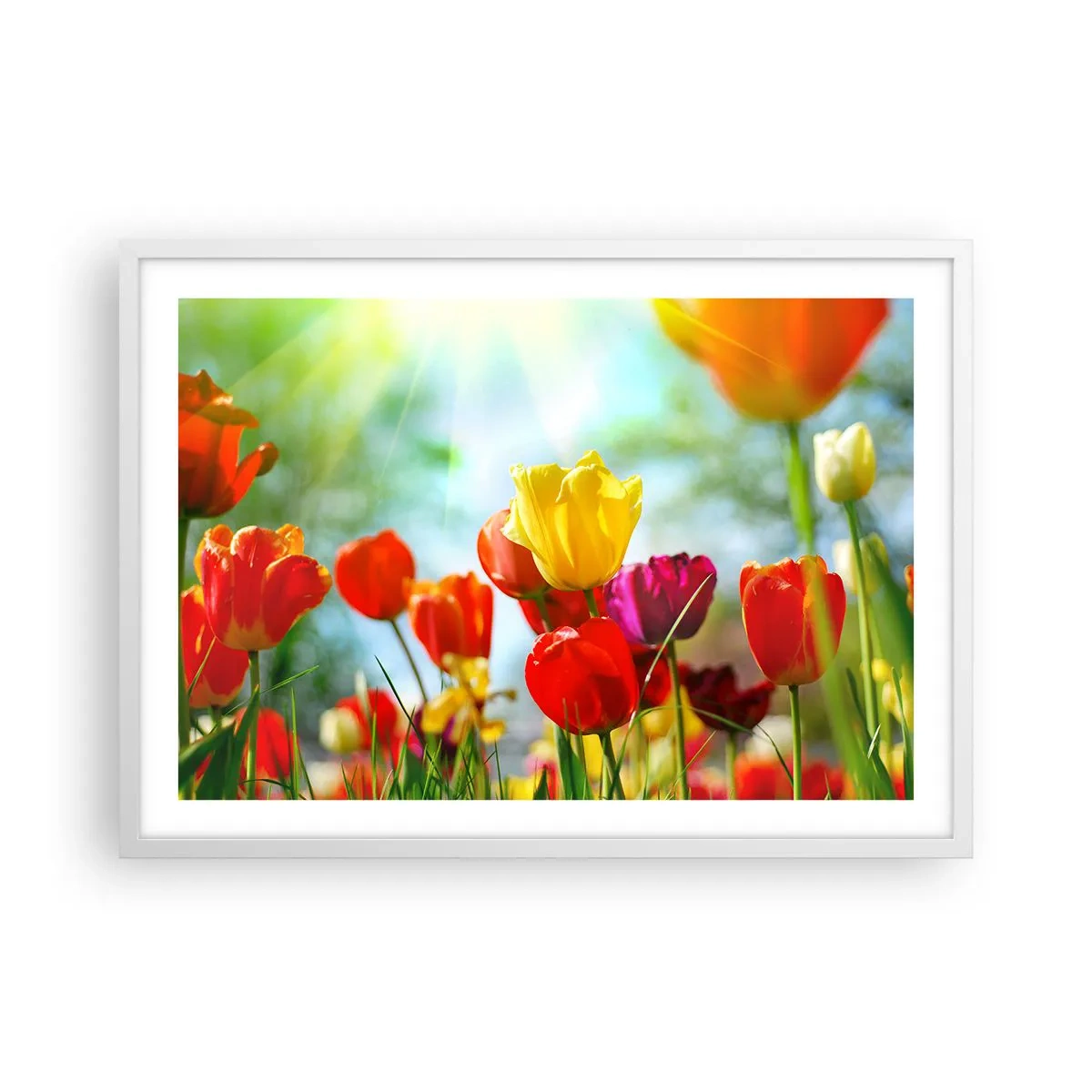 Plakát v bílém rámu - Všechny barvy slunce - 70x50 cm
