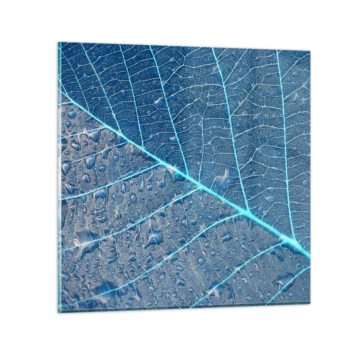 Obraz na skle - Život v modři - 70x70 cm