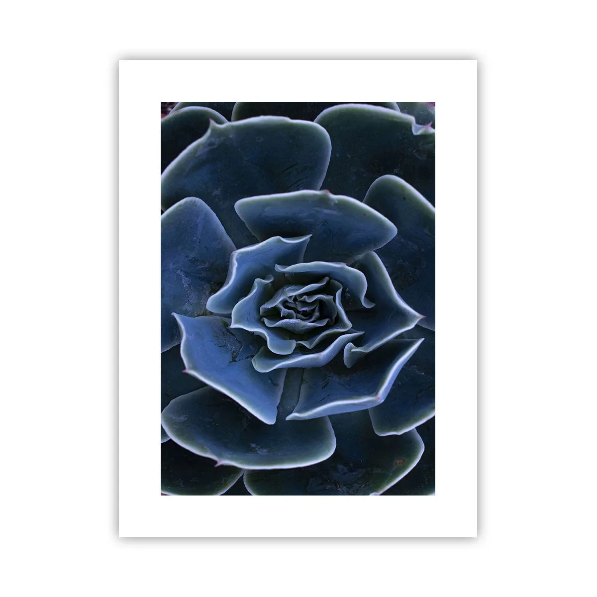 Plakát - Pouštní květ - 30x40 cm