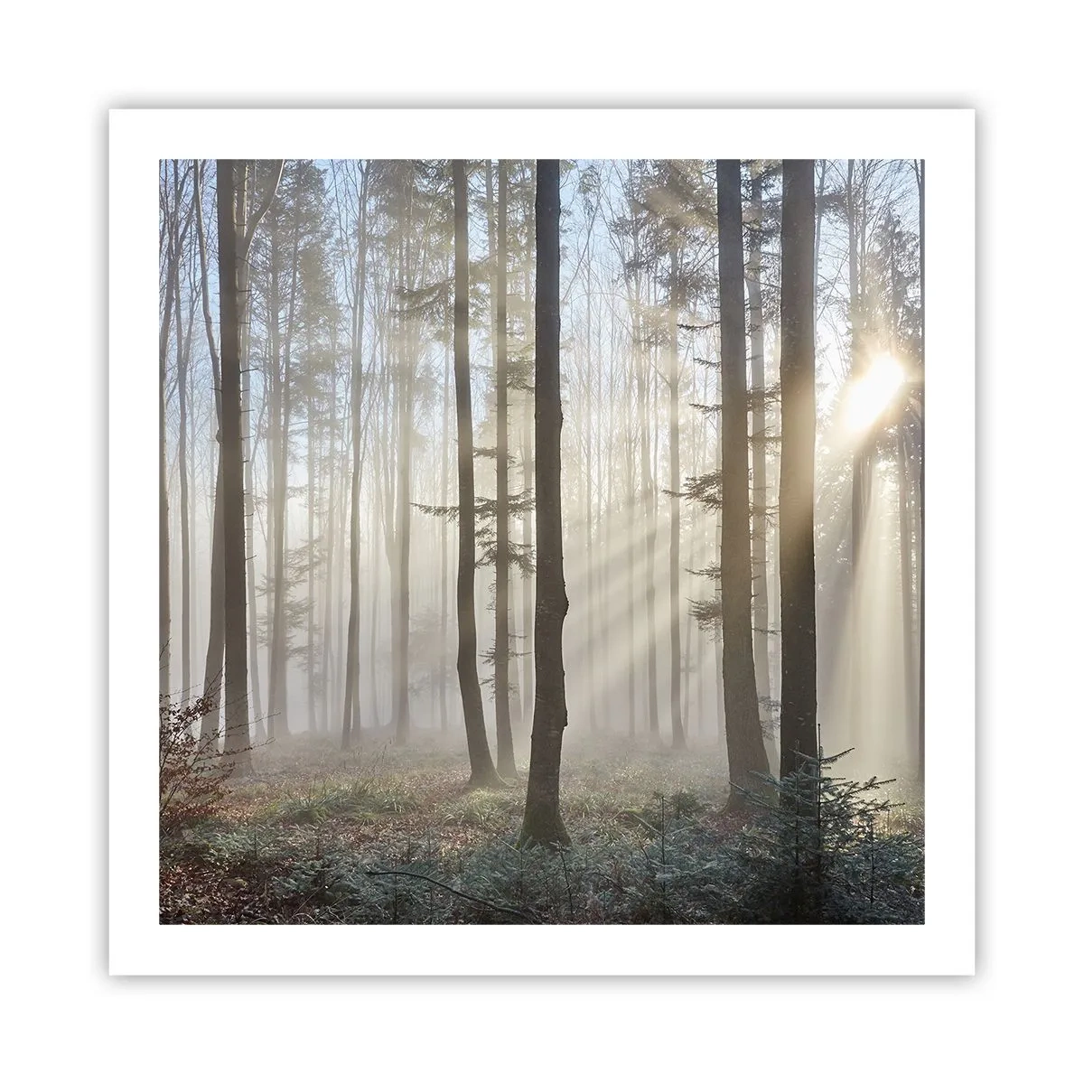 Plakát - Mlha se také vzbudila - 60x60 cm