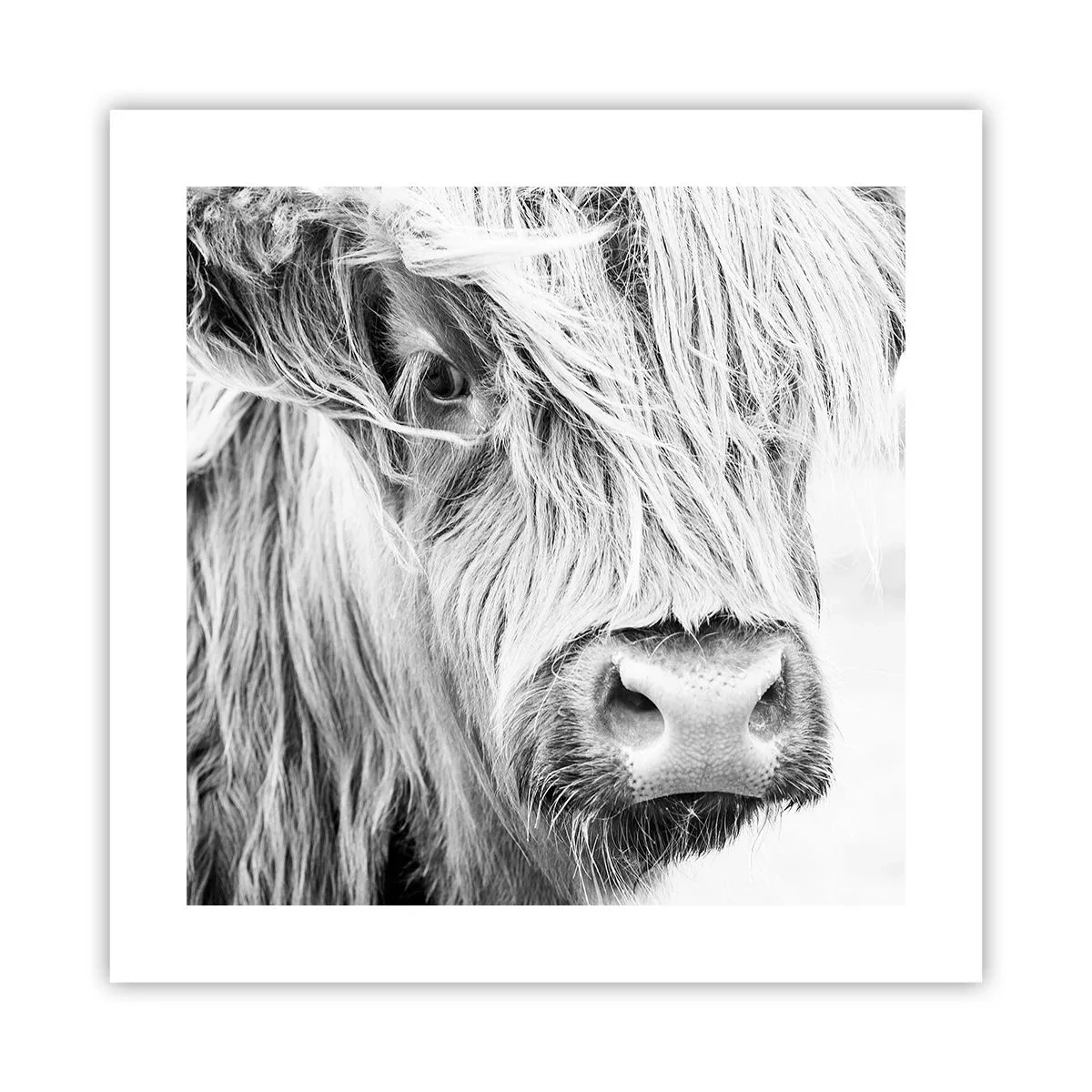 Plakát - Skotská divokost - 40x40 cm