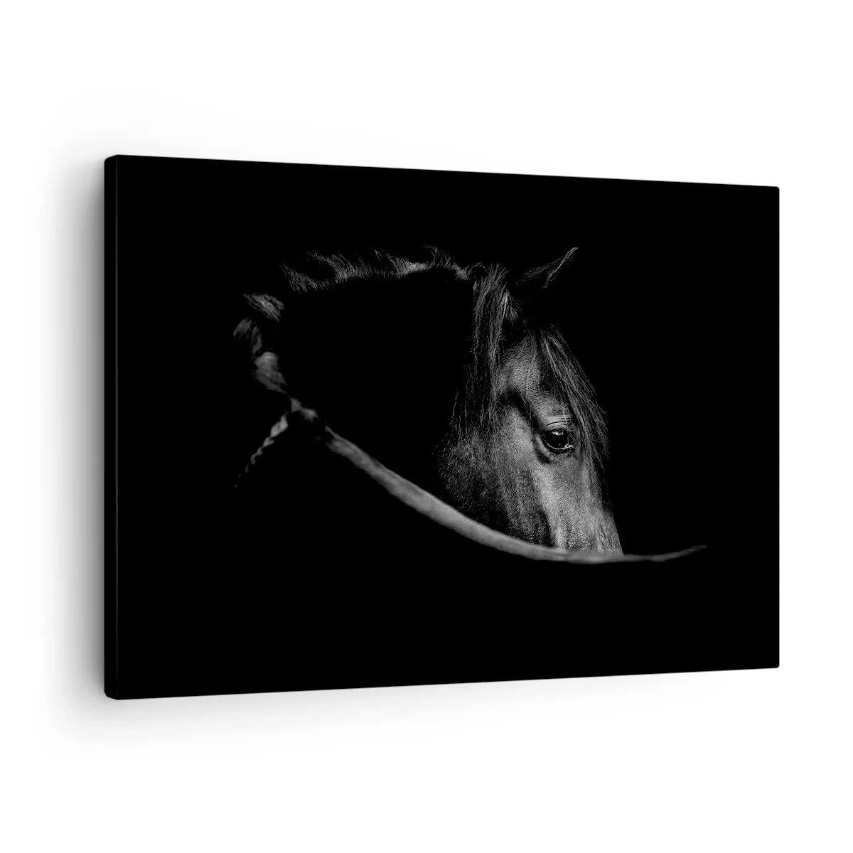 Obraz na plátně - Černobílý portrét koně s jemnou hrou světla a stínu na tmavém pozadí. - 70x50cm - Černý kníže - Moderní nástěnná dekorace do obývacího pokoje a ložnice ARTTOR