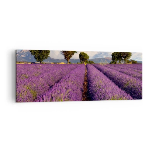 Obraz na plátně - Levandulová pole - 140x50 cm