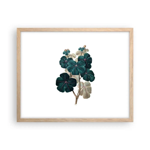 Plakát v rámu světlý dub - Ze starého herbáře - 50x40 cm