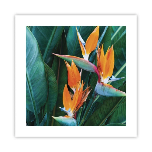 Plakát - Je to květina, nebo pták? - 40x40 cm