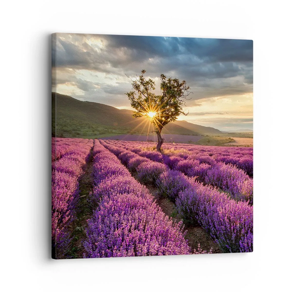 Obraz na plátně - Aroma v barvě lila - 30x30 cm
