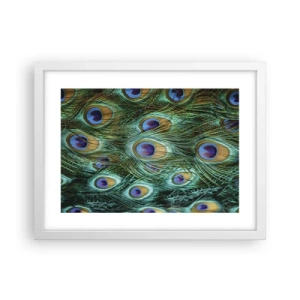 Plakát v bílém rámu - Paví pohled - 40x30 cm