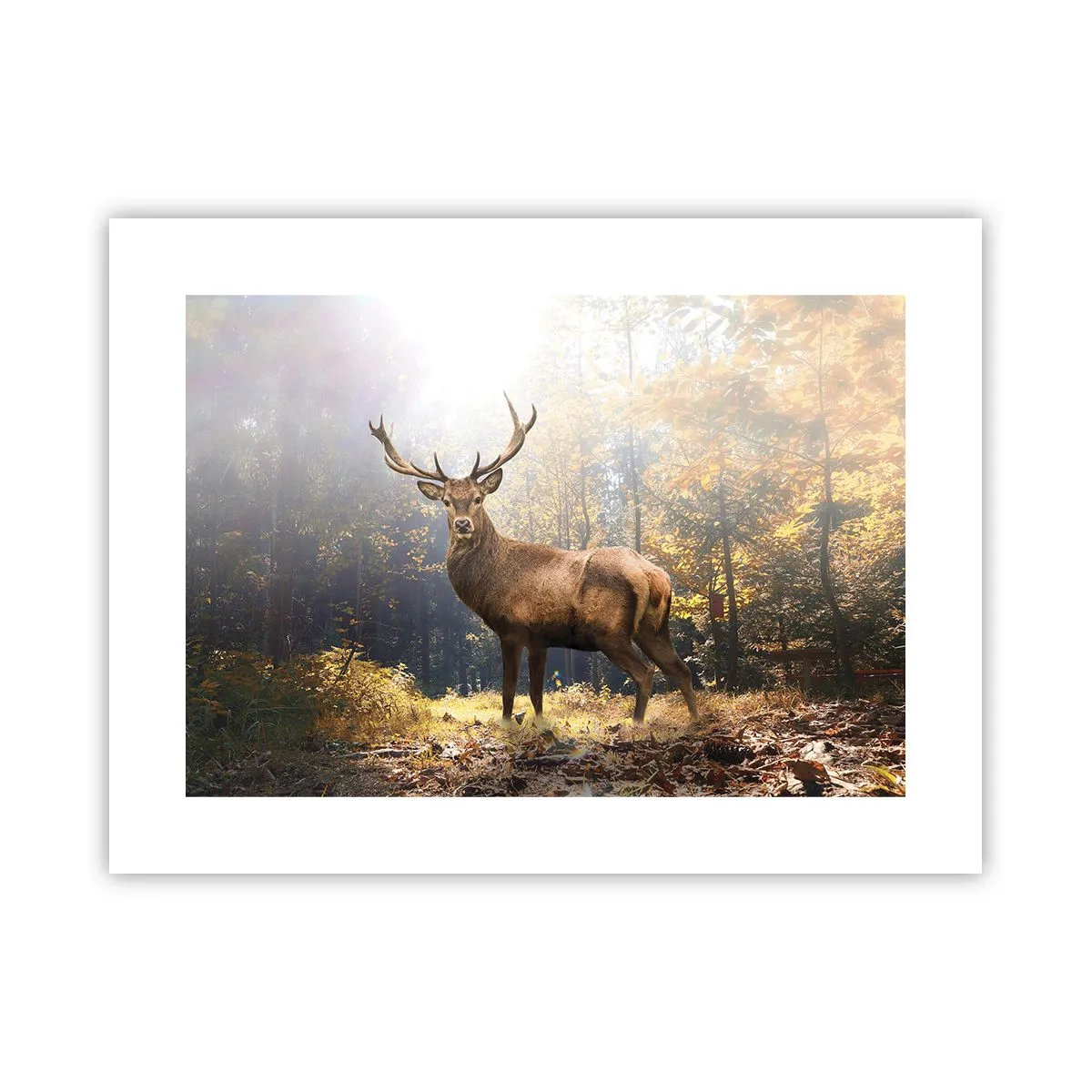 Plakát - Plné důstojnosti - 40x30 cm