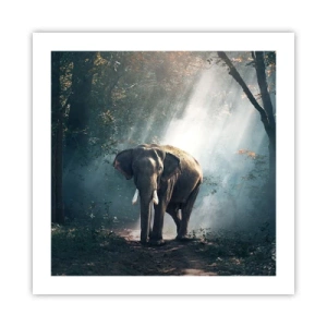 Plakát - Klidná procházka - 50x50 cm