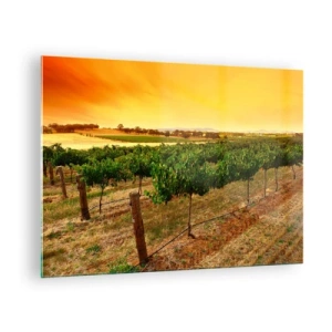 Obraz na skle - Vinná réva v teplém světle zapadajícího slunce - 70x50cm - Napít se slunce - Moderní nástěnná dekorace do obývacího pokoje a ložnice ARTTOR