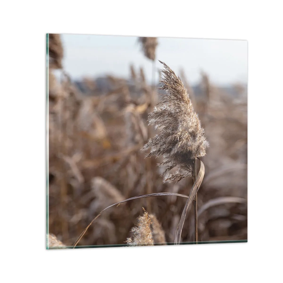 Obraz na skle - Čas odletět s větrem - 70x70 cm