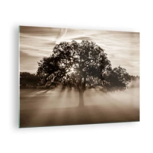 Obraz na skle - Strom v ranní mlze se slunečními paprsky prosvítajícími skrz větve - 70x50cm - Strom zpráv samotného dobra - Moderní nástěnná dekorace do obývacího pokoje a ložnice ARTTOR