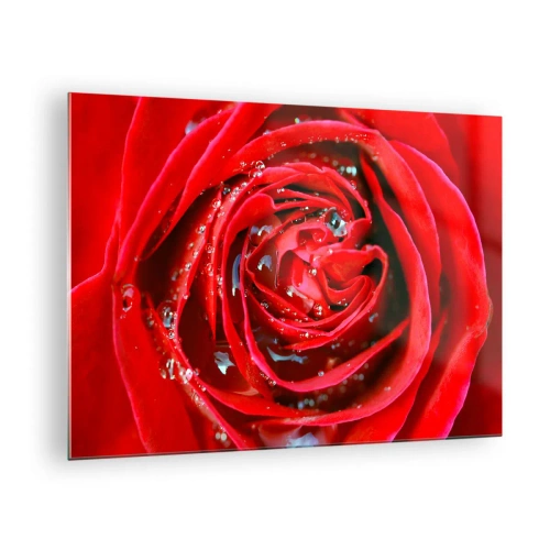 Obraz na skle - Detailní záběr na rudou růži s kapkami rosy - 70x50cm - V kapkách rosy - Moderní nástěnná dekorace do obývacího pokoje a ložnice ARTTOR