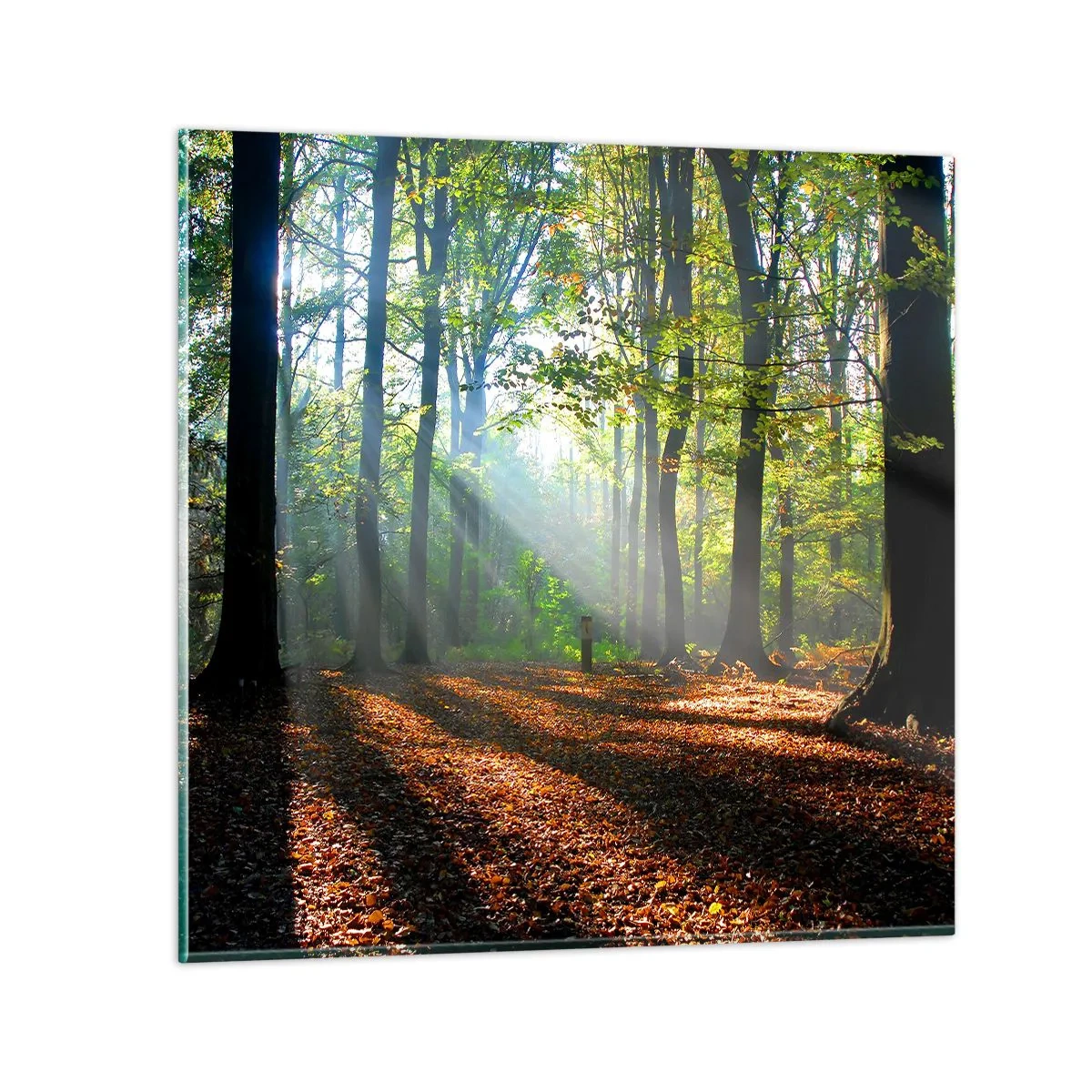 Obraz na skle - Světla a stíny - 50x50 cm