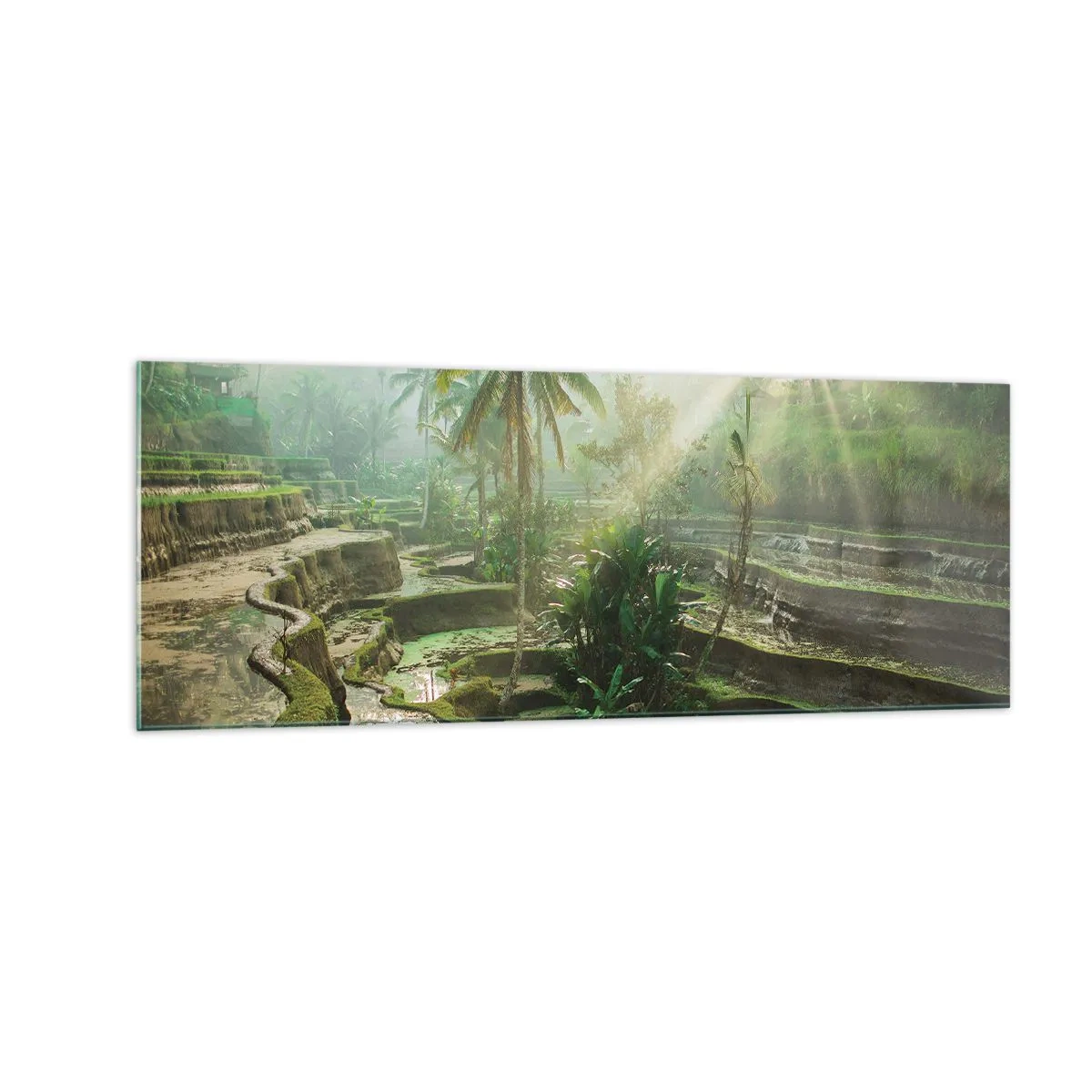 Obraz na skle - Vyrůstát na slunci - 140x50 cm