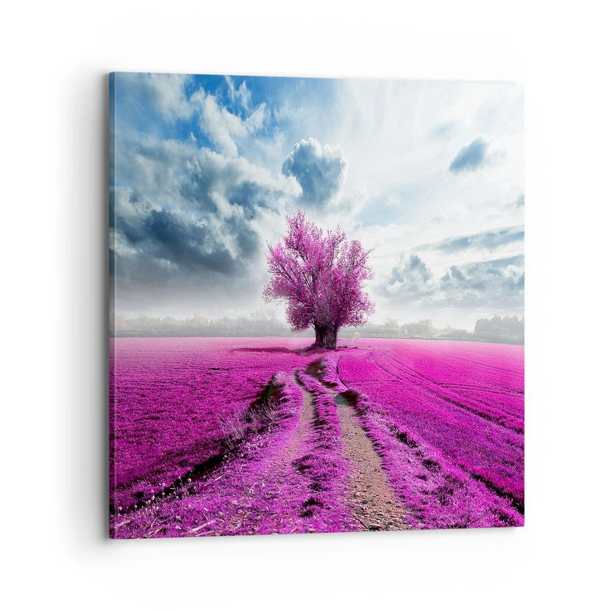 Obraz na plátně - Vřesoviště - divočina - 70x70 cm