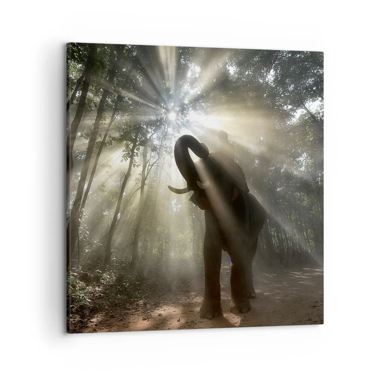 Obraz na plátně - Pod šťastnou hvězdou - 50x50 cm