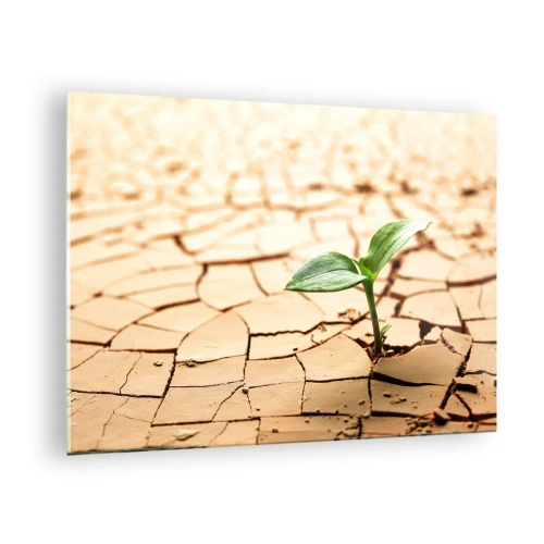 Obraz na skle - Mladá rostlina rostoucí ze suché, popraskané země - 70x50cm - Nespoutaná síla života - Moderní nástěnná dekorace do obývacího pokoje a ložnice ARTTOR