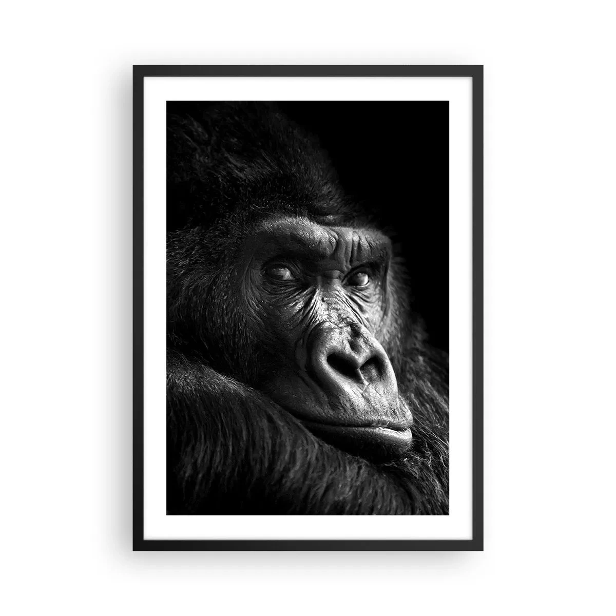 Plakát v černém rámu - Portrét gorily na černém pozadí v živých detailech - 50x70cm - Na co tak koukáš? - Moderní nástěnná dekorace do obývacího pokoje a ložnice ARTTOR
