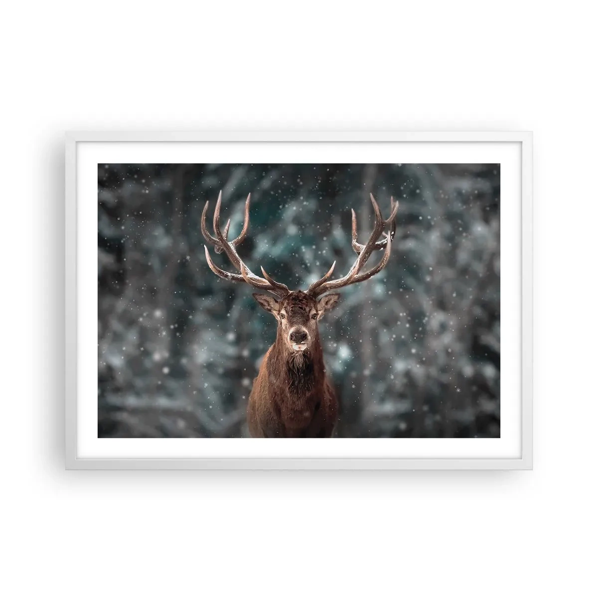 Plakát v bílém rámu - Skutečný král lesa - 70x50 cm