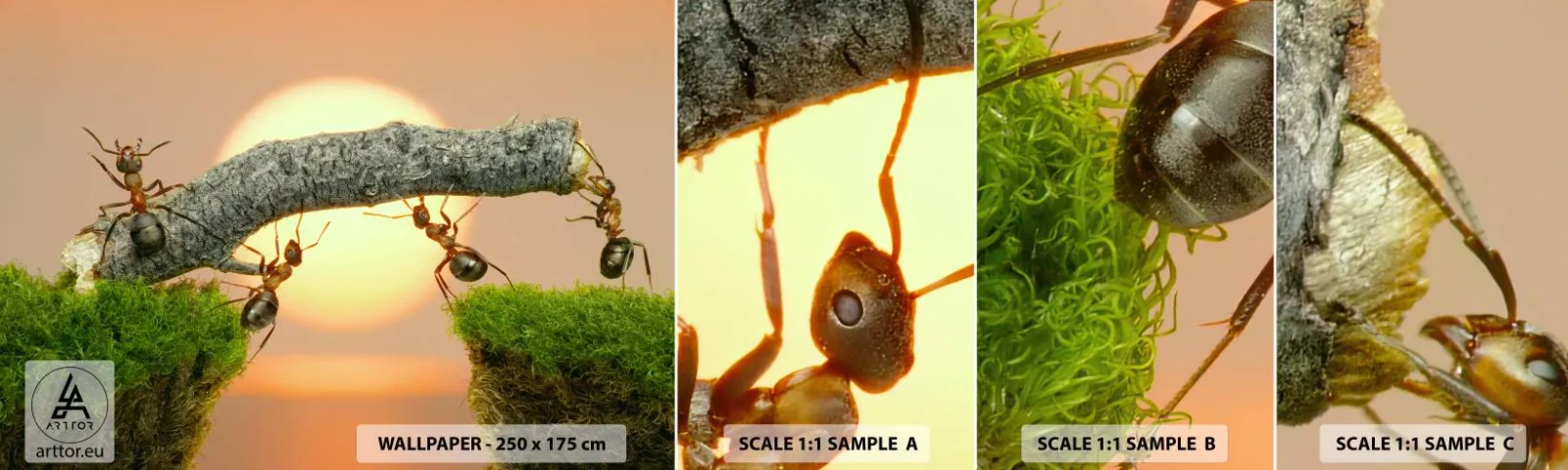 Vzor Fototapety Samolepicí Deluxe Sticker - Radostná, společná práce - Příroda, Mravenci, Západ slunce - 100x30 cm