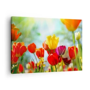 Obraz na plátně - Barevné tulipány na slunci - 70x50cm - Všechny barvy slunce - Moderní nástěnná dekorace do obývacího pokoje a ložnice ARTTOR