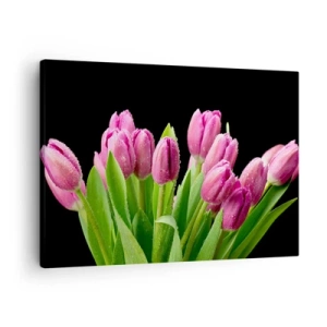 Obraz na plátně - Růžové tulipány s kapkami rosy na černém pozadí - 70x50cm - Liliové potěšení jara - Moderní nástěnná dekorace do obývacího pokoje a ložnice ARTTOR