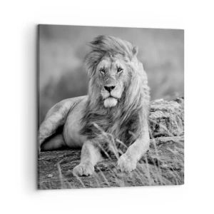 Obraz na plátně - Královská siesta - 50x50 cm