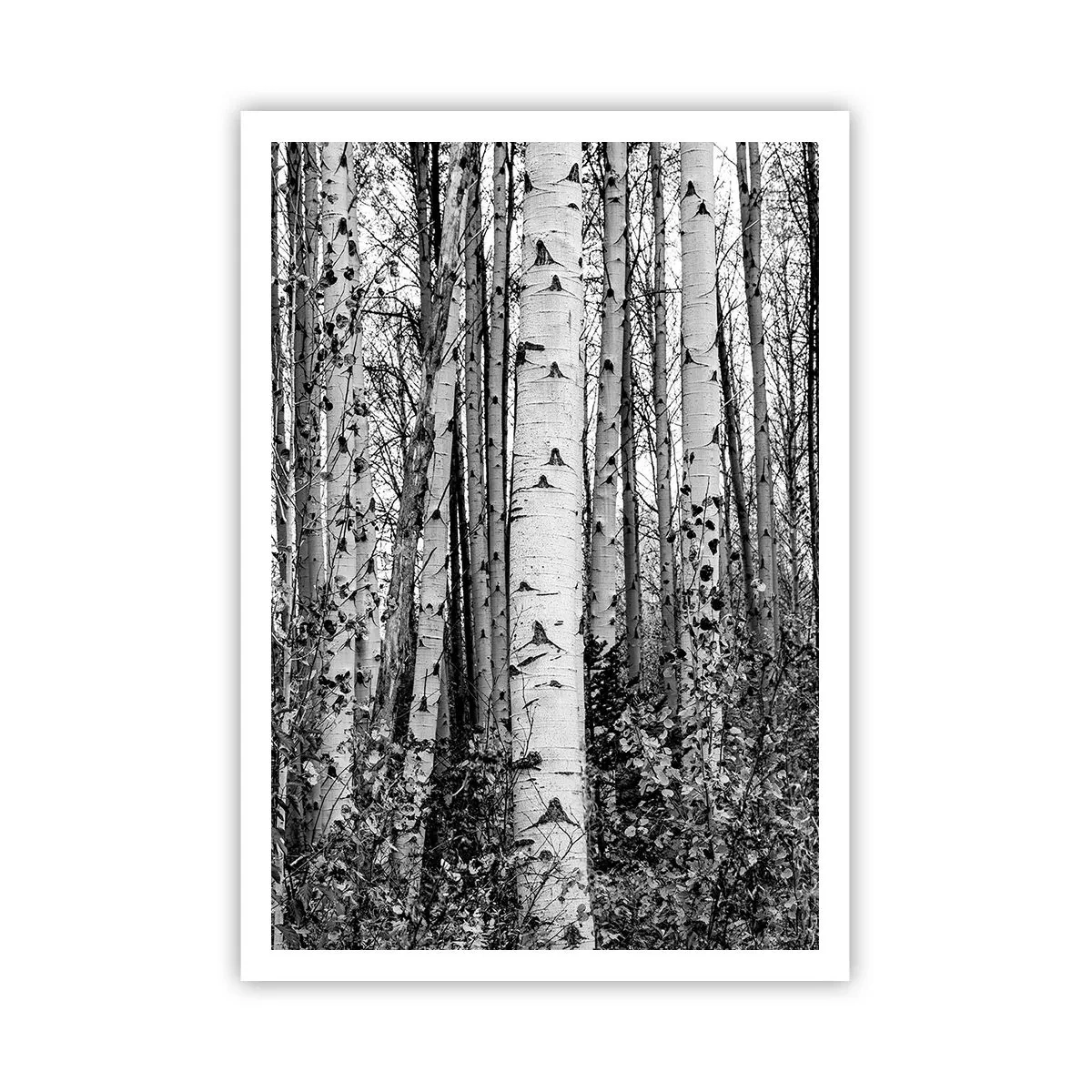 Plakát - Březová kolonáda - 70x100 cm