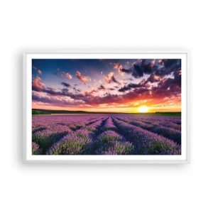 Plakát v bílém rámu - Levandulový svět - 91x61 cm