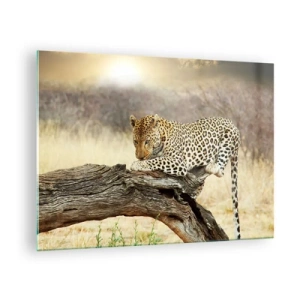 Obraz na skle - Leopard odpočívající na dřevěné větvi - 70x50cm - Chodím vlastními cestami - Moderní nástěnná dekorace do obývacího pokoje a ložnice ARTTOR