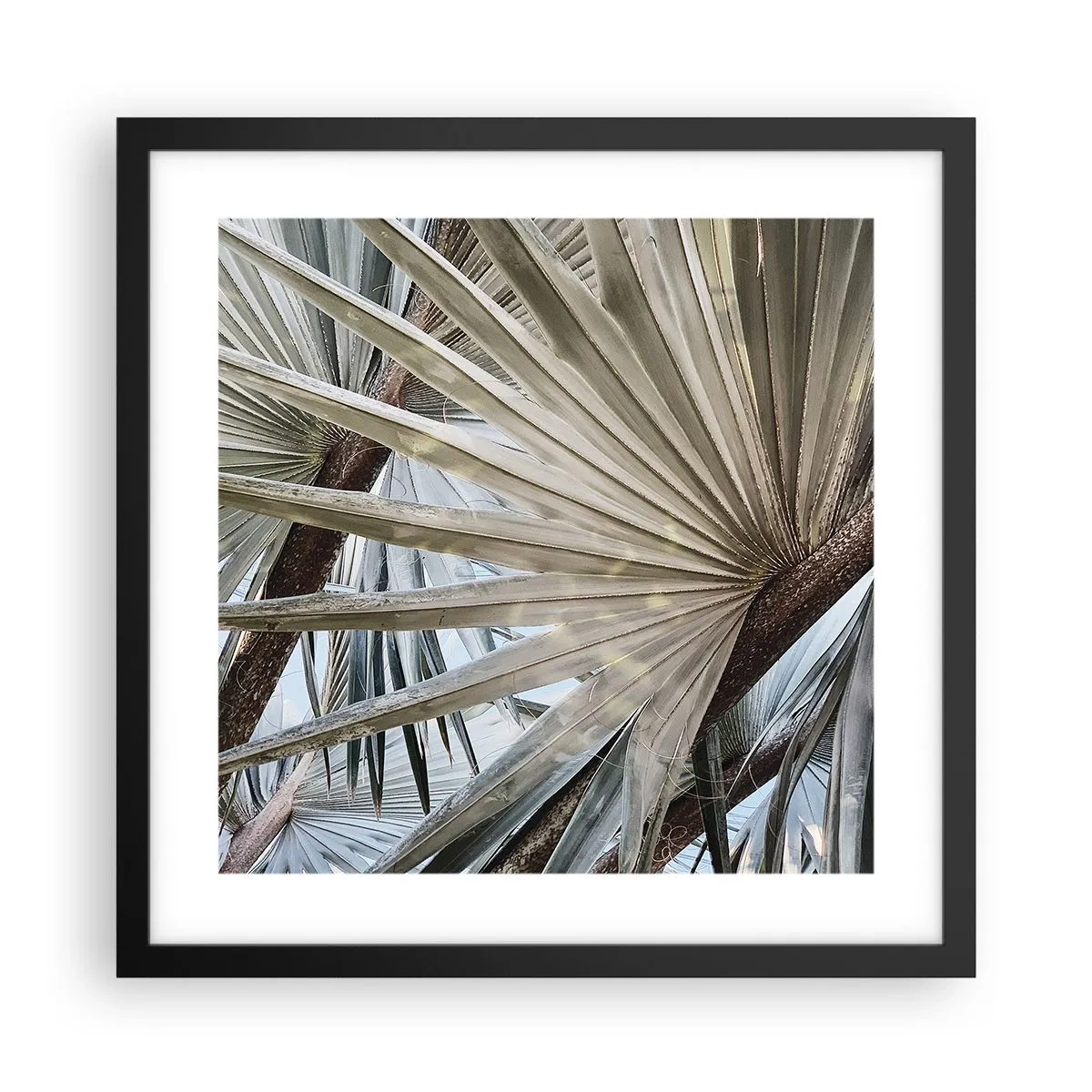 Plakát v černém rámu - Vějíře v tropech - 40x40 cm