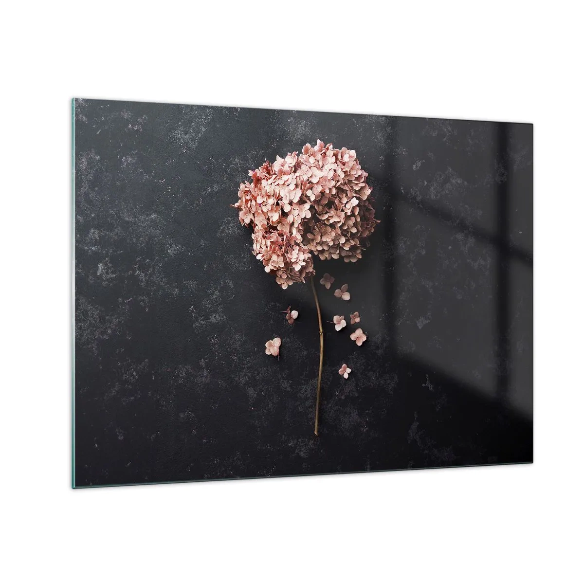 Obraz na skle - Suchá hortenzie s rozptýlenými okvětními lístky na tmavém pozadí - 70x50cm - Skutečně romantické znamení - Moderní nástěnná dekorace do obývacího pokoje a ložnice ARTTOR