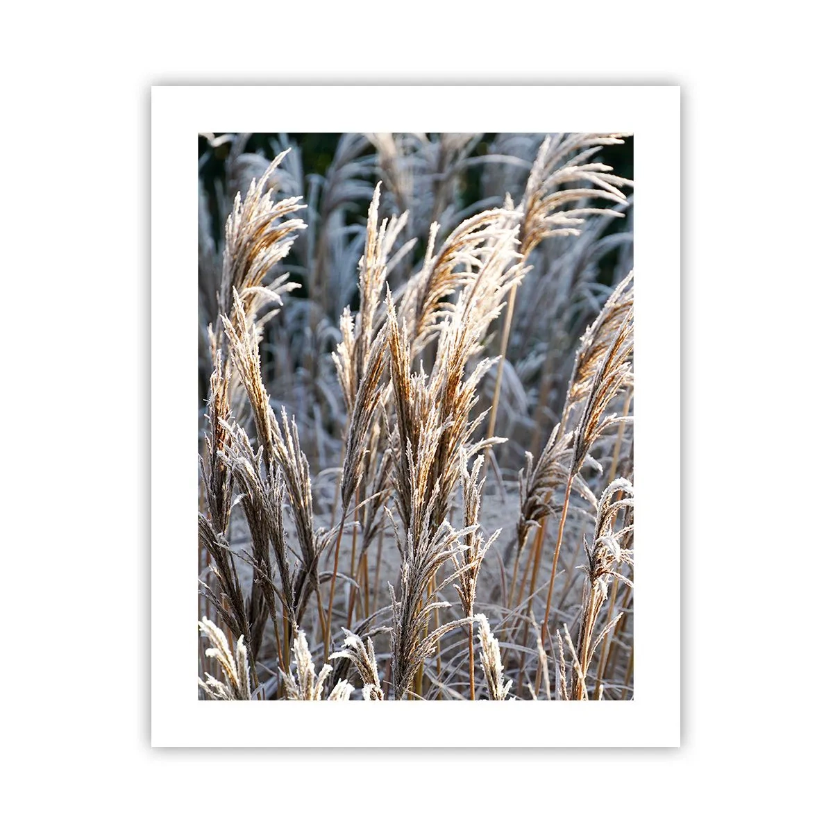 Plakát - Mrazem pokryté - 40x50 cm