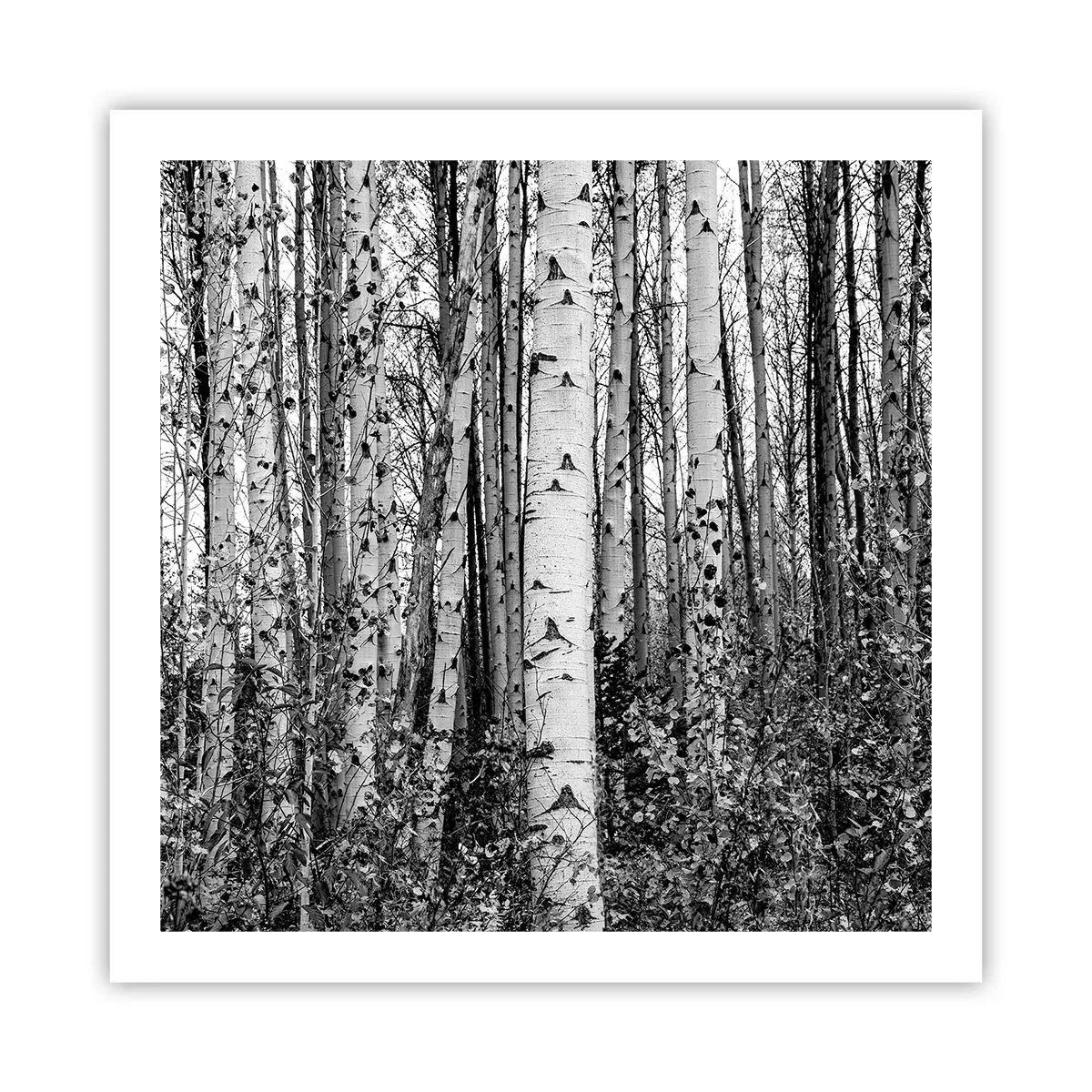 Plakát - Březová kolonáda - 60x60 cm