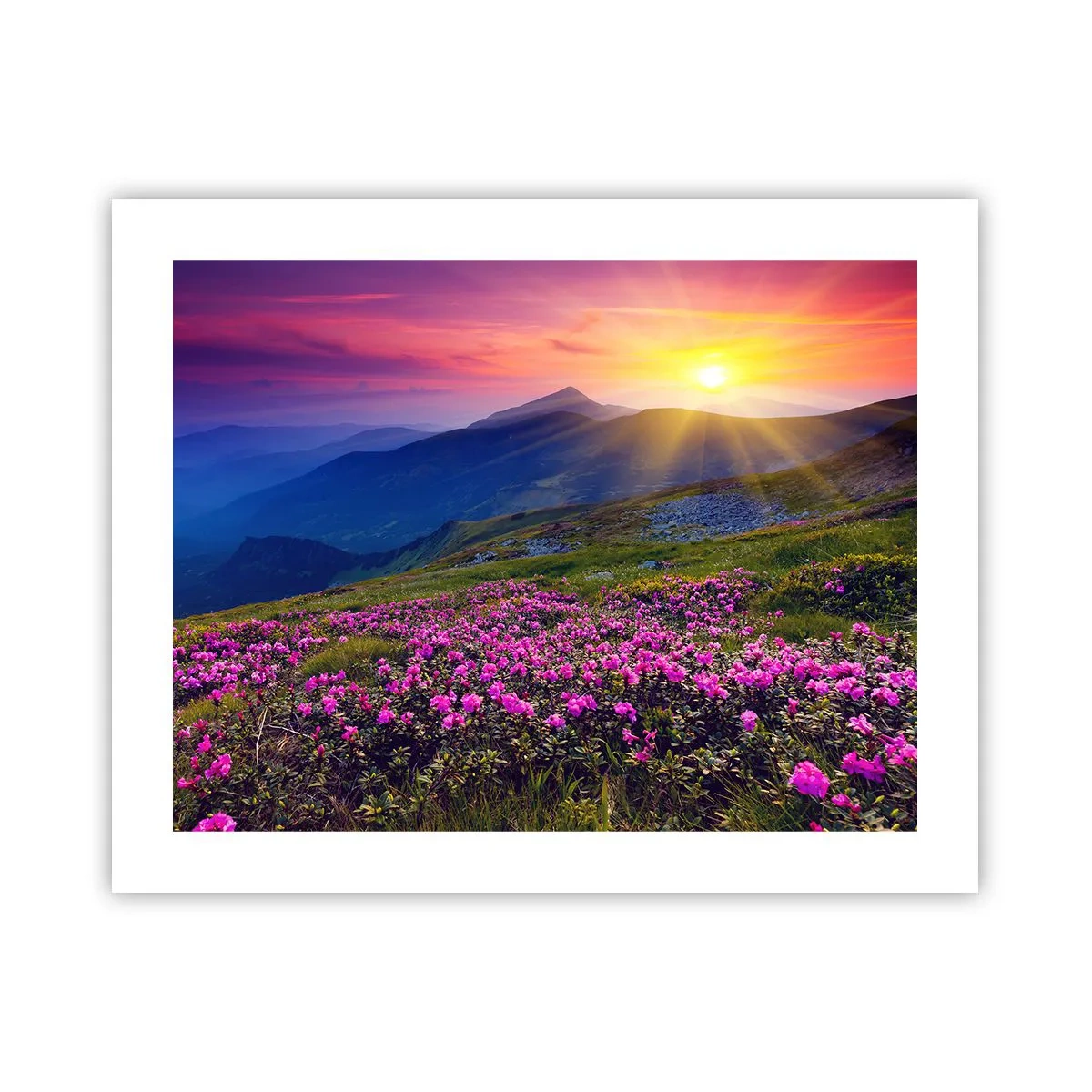 Plakát - …A kolem voní kosodřevina a voní byliny - 50x40 cm