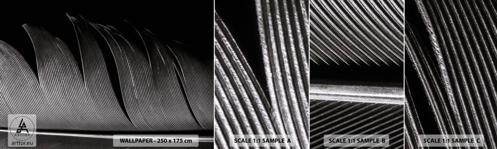 Fototapeta Vzorek Standard Eco - Peří – nádherná konstrukce - Pero, Minimalismus, Světlost - 100x30 cm